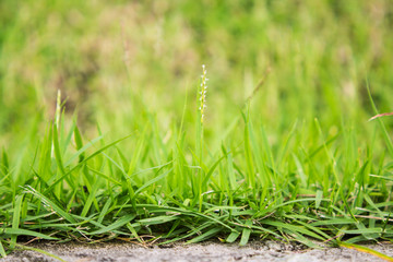 Spring grass