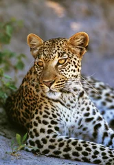 Deurstickers leopard © gi0572