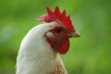 white chicken in the grass - close up