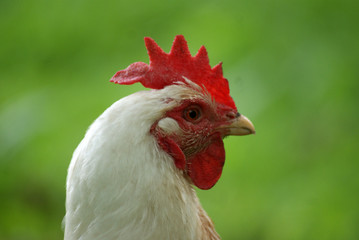white chicken in the grass - close up