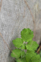 plant on the white background