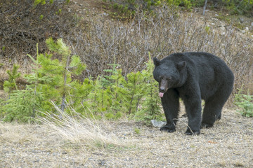 North American Black Bear on the Side of the Road
