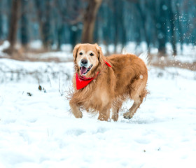 golden retriever walk in the park
