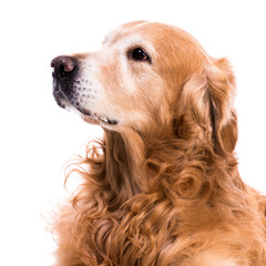 purebred golden retriever dog