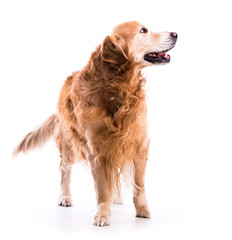 Golden retriever dog posing in studio