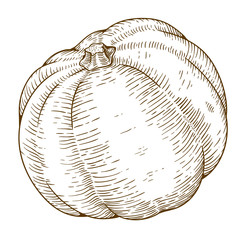 engraving illustration of big pumpkin