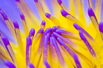 Violet Lotus Flower Closeup