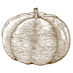 engraving illustration of pumpkin