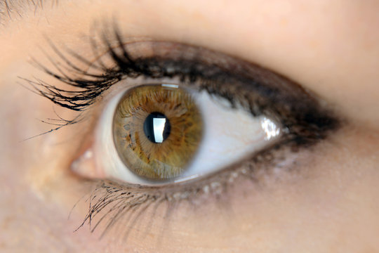 Braunes Auge im Close Up