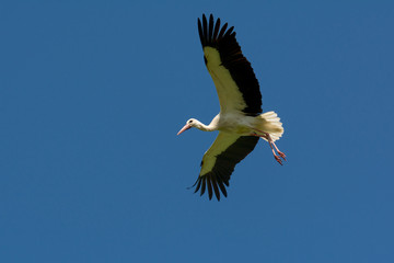 a stork in flight on blue sky background