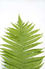 Deutscher; Trichterfarn;