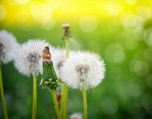 Beautiful white dandelion flowers on natural background