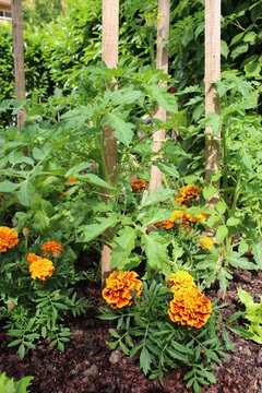 Plant de tomates et tag&egrave;tes