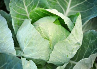 Fototapeta na wymiar Close-up of fresh cabbage in the vegetable garden