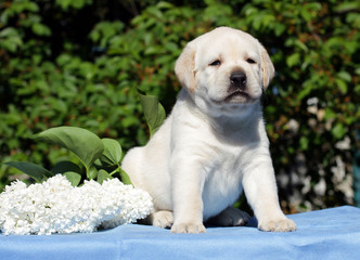 yellow labrador puppy with flowers