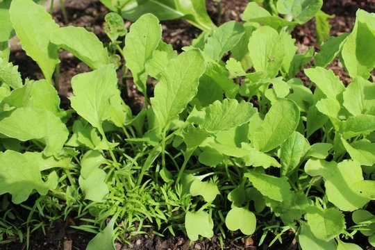 plants de radis et carottes