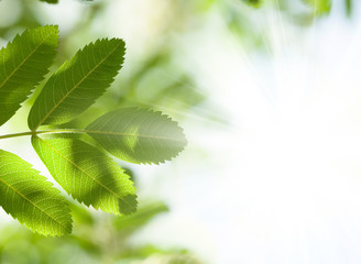 Abstract summer background with green leaves