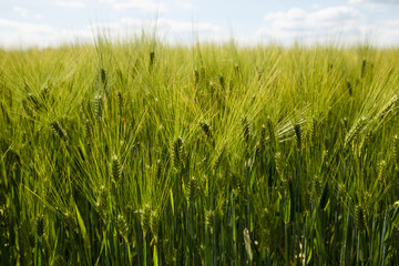 green barley