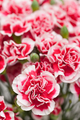 ピンクのカーネーション