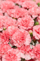 ピンクのカーネーション