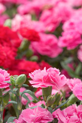 ピンクのカーネーション