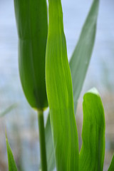Green leaf closeup