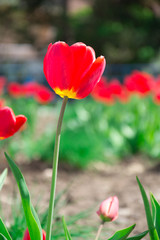 One red tulip