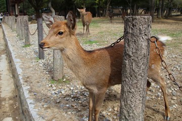 Wild Deer getting up close to the public in Nara Park