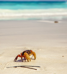 crab