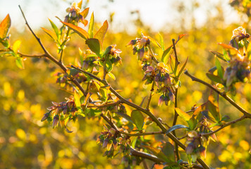 Blueberry bush in springtime
