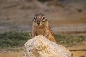 Naklejka na ściany i meble African Ground Squirrel sitting up behind a rock.