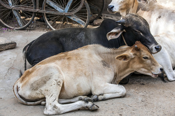 cows resting in the midday heat at the street