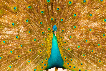 male peacock has colorful feathers