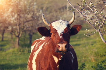 Cow on green grass and evening sky with light , sunset