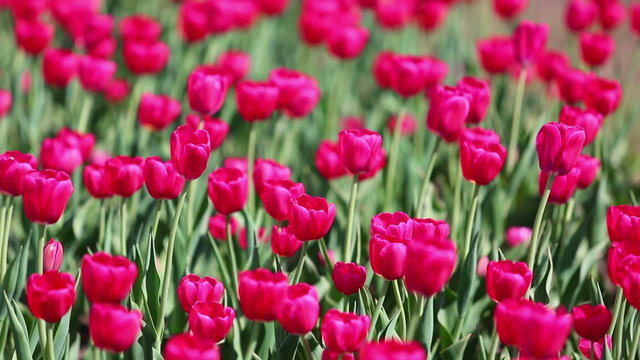 field of red tulips blooming - shallow depth of field