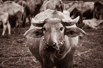 Asian buffalo