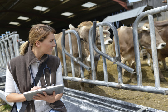 Veterinarian checking on herd's health in barn