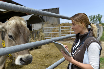Veterinarian checking on herd's health in barn