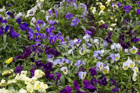 Pansies in the Rain