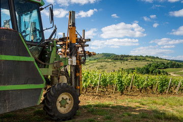 rognage des vignes