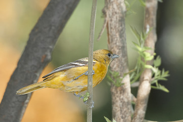 Northern oriole