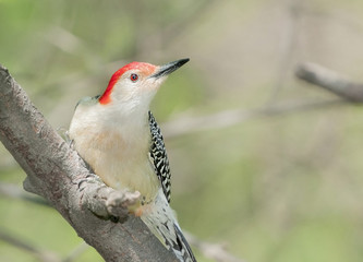 Red bellied wood pecker