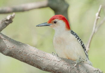 Red bellied wood pecker