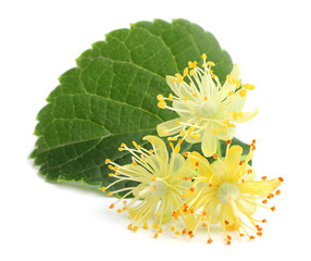 Linden flowers.