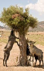 Nord-Zypern Karpazi - Ziege in einem Baum © lofik