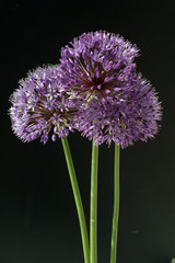 Zierlauch, Riesenlauch, Allium, Giganteum;