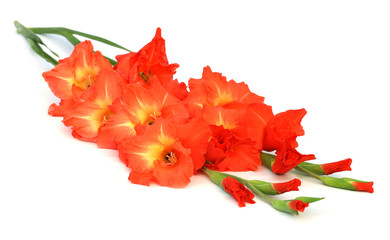 Fototapeta premium Gladiolus
