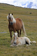 Haflinger