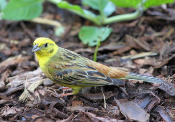 Vogelart, Goldammer