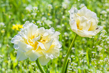 Two white  double tulip closeup